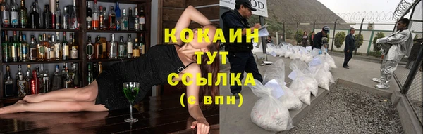 индика Ельня