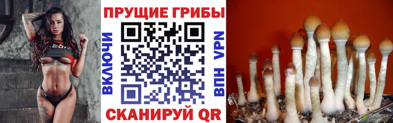 Псилоцибиновые грибы Cubensis  как найти   Бузулук 
